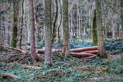 Trees in forest