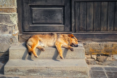 Dog sleeping on steps by closed door