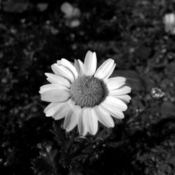 Close-up of daisy flower