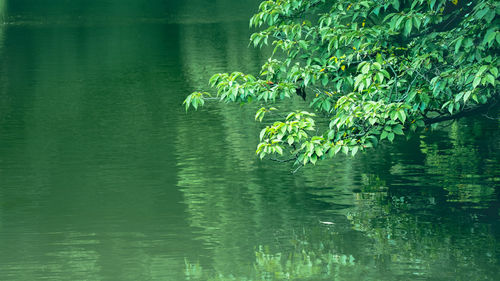 Scenic view of lake