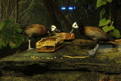 Birds perching on grass at night