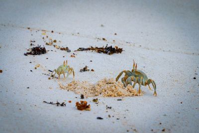 Close-up of grasshopper on beach