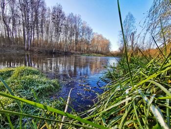Scenic view of lake in forest