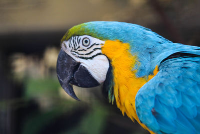 Close-up of a parrot