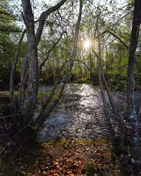 Trees growing in forest against bright sun