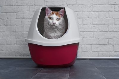 Portrait of cat sitting in container against wall