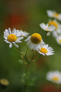 Close-up of white daisy flowers