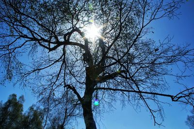 Low angle view of trees against clear sky