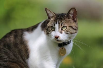 Close-up portrait of a cat