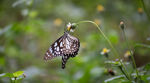 Close-up of butterfly pollinating on flower