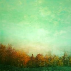 Trees on field
