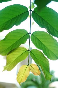 Close-up of green leaves