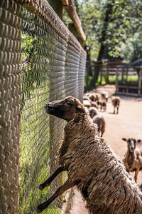 Side view of sheep standing by chainlink fence