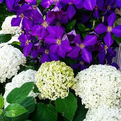 Close-up of purple flowers