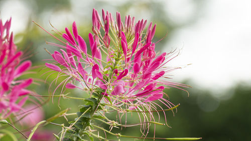 Close-up of pink flowering plant