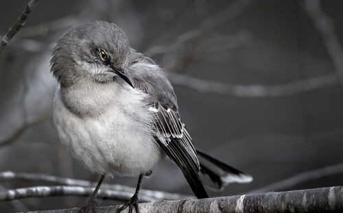 Close-up of bird perching on branch