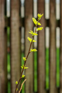 Close-up of plant growing outdoors