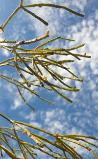 Low angle view of plant against sky