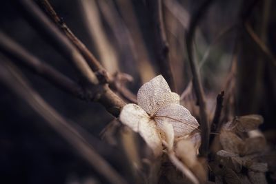 Close-up of dry leaves on plant