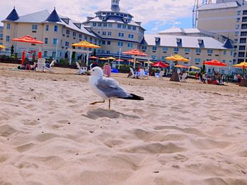 Seagulls on beach