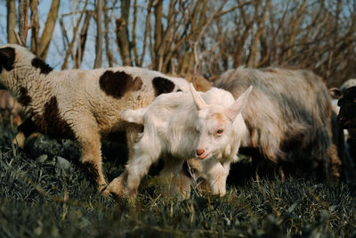 Goats in a field in spring