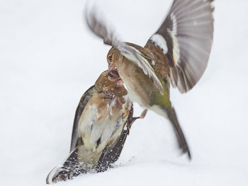 Close-up of bird