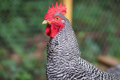 Close-up of rooster