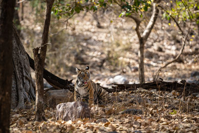 Tiger sitting in forest