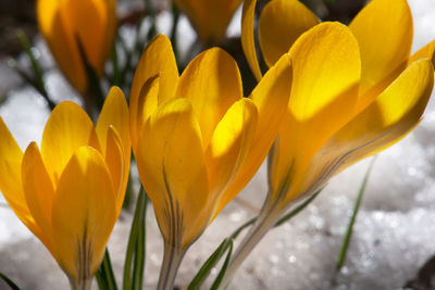 Close-up of yellow crocus flowers