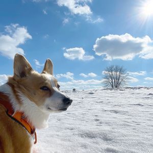 dog