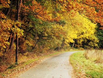 Road amidst trees in forest during autumn