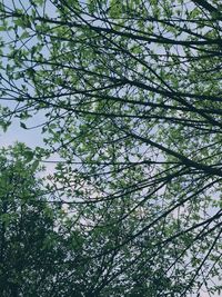 Low angle view of trees