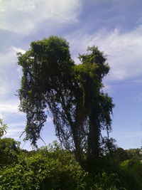 Low angle view of trees against sky