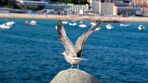 Seagull flying over sea