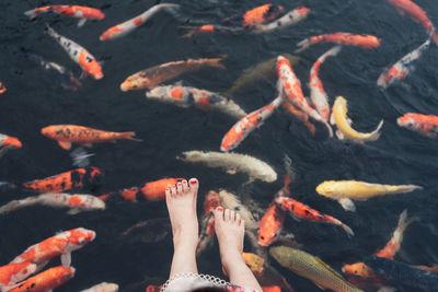 Low section of woman amidst koi carps swimming in lake