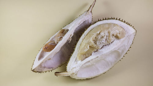 High angle view of shell on white background