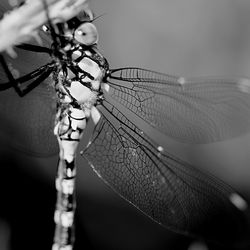 Close-up of dragonfly