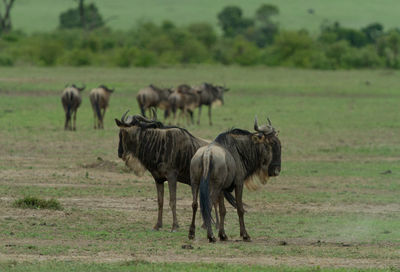 Wildebeest in front of their herd