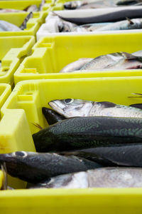 Close-up of fish for sale at market stall