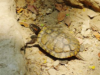 High angle view of lizard on sand