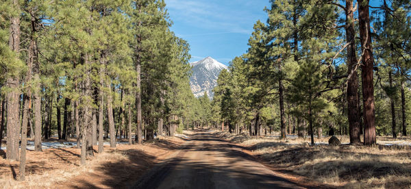 Panoramic view of trees in forest against sky