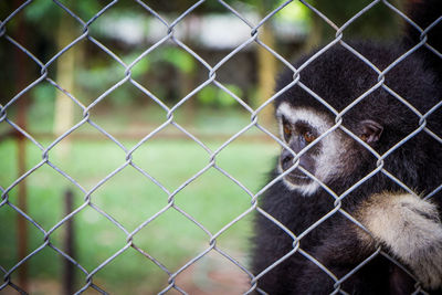 Close-up of monkey on chainlink fence at zoo