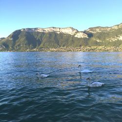 Swan swimming in lake against mountain range