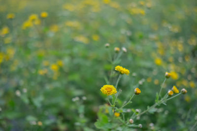 Close-up of yellow flowering plant on field