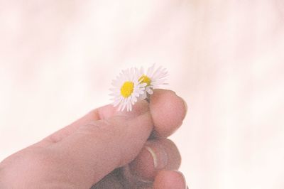 Close-up of hand holding daisy against white background