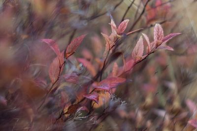 Close-up of pink flowering plant during autumn