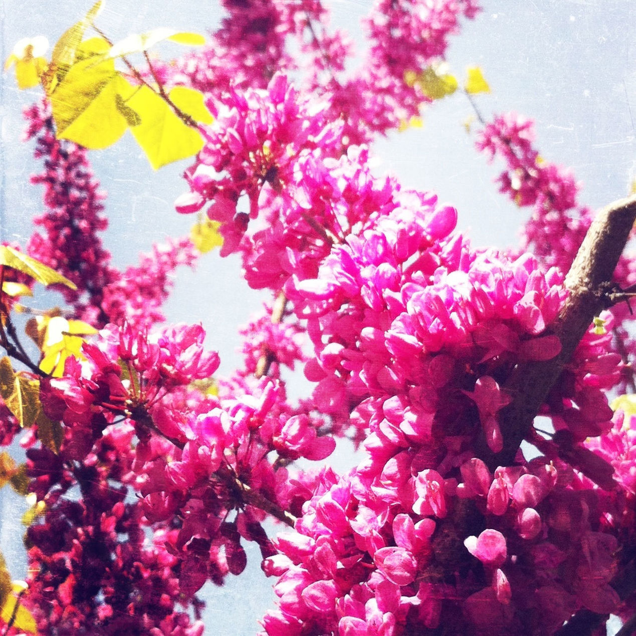 flower, freshness, fragility, petal, growth, beauty in nature, pink color, nature, blooming, low angle view, close-up, blossom, in bloom, flower head, plant, branch, day, leaf, no people, outdoors