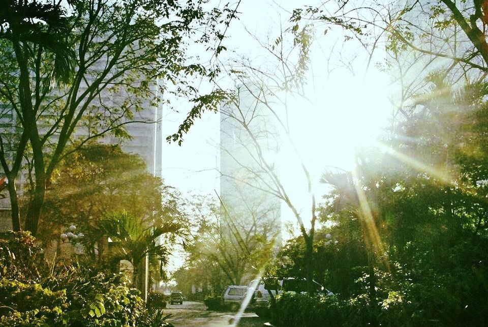 sun, tree, sunbeam, sunlight, lens flare, growth, clear sky, bright, nature, sunny, branch, transportation, plant, low angle view, day, beauty in nature, no people, outdoors, tranquility, back lit