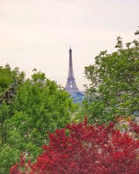 Trees in park with buildings in background