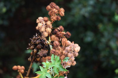 Close-up of flowering plant